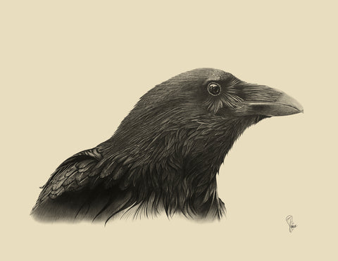 Poe (Original Raven Illustration, 30"x24")