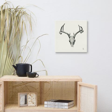 Bovidae II - Deer Skull (White-tailed Deer, Odocoileus Virginianus) Framed Canvas Print