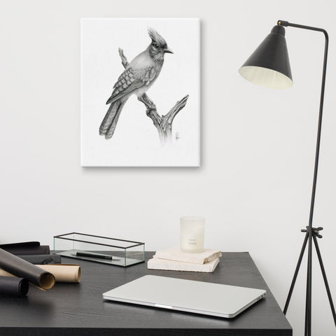 Steller's Jay (Cyanocitta Stelleri) Framed Canvas Print