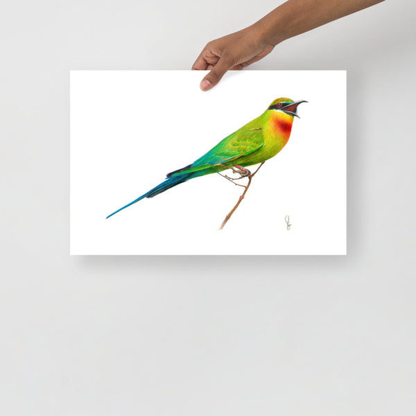 "Blue Tailed Bee Eater" (Merops Philippinus) Matte Paper Print