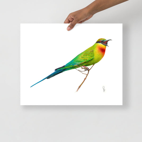 "Blue Tailed Bee Eater" (Merops Philippinus) Matte Paper Print