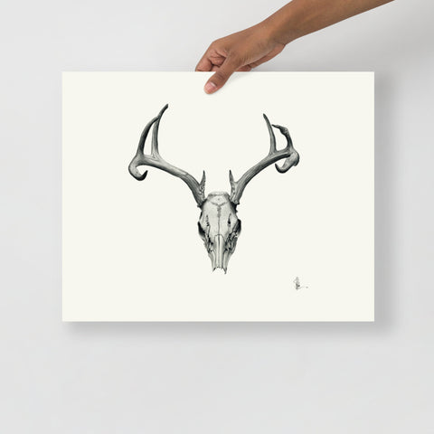 Bovidae II - Deer Skull (White-tailed Deer, Odocoileus Virginianus) Matte Paper Print