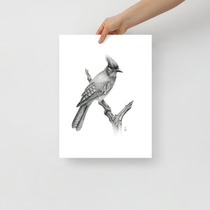 Steller's Jay (Cyanocitta Stelleri) Matte Paper Print