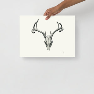 Bovidae II - Deer Skull (White-tailed Deer, Odocoileus Virginianus) Matte Paper Print