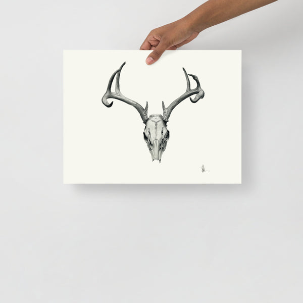 Bovidae II - Deer Skull (White-tailed Deer, Odocoileus Virginianus) Matte Paper Print