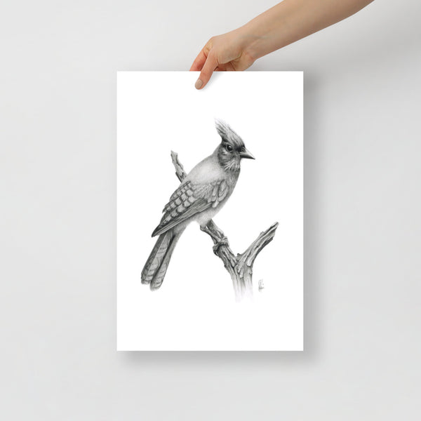 Steller's Jay (Cyanocitta Stelleri) Matte Paper Print