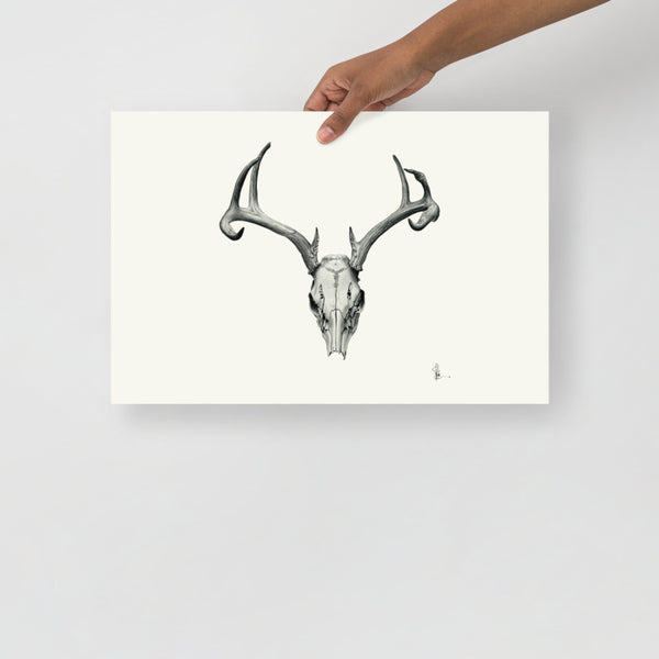 Bovidae II - Deer Skull (White-tailed Deer, Odocoileus Virginianus) Matte Paper Print