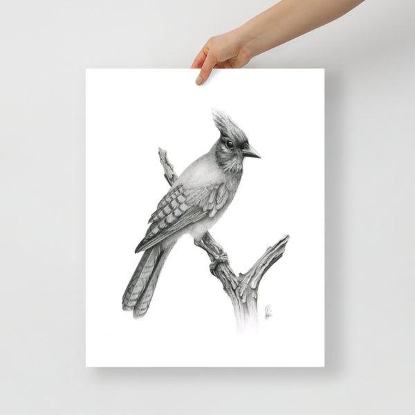 Steller's Jay (Cyanocitta Stelleri) Matte Paper Print