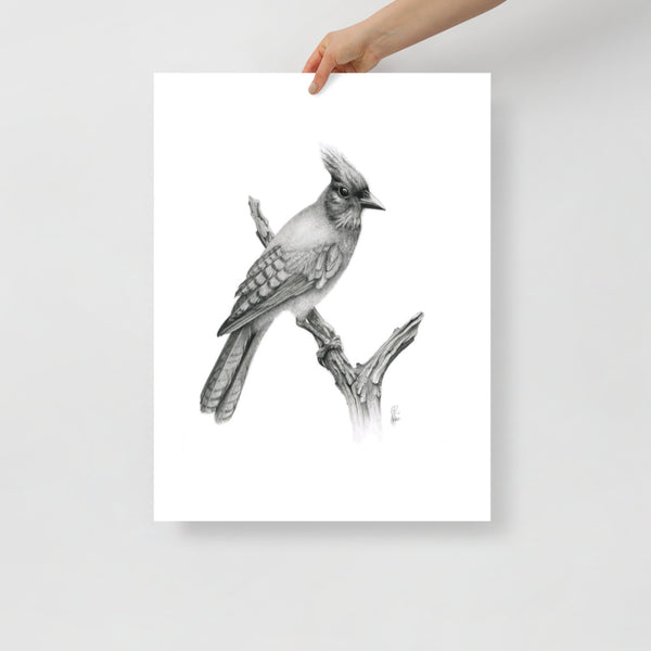 Steller's Jay (Cyanocitta Stelleri) Matte Paper Print