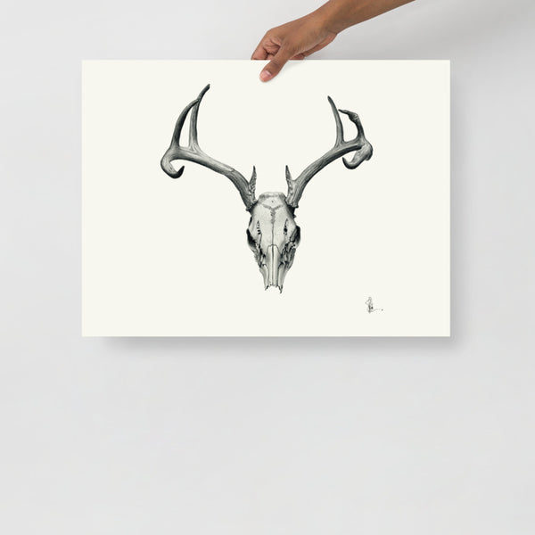 Bovidae II - Deer Skull (White-tailed Deer, Odocoileus Virginianus) Matte Paper Print