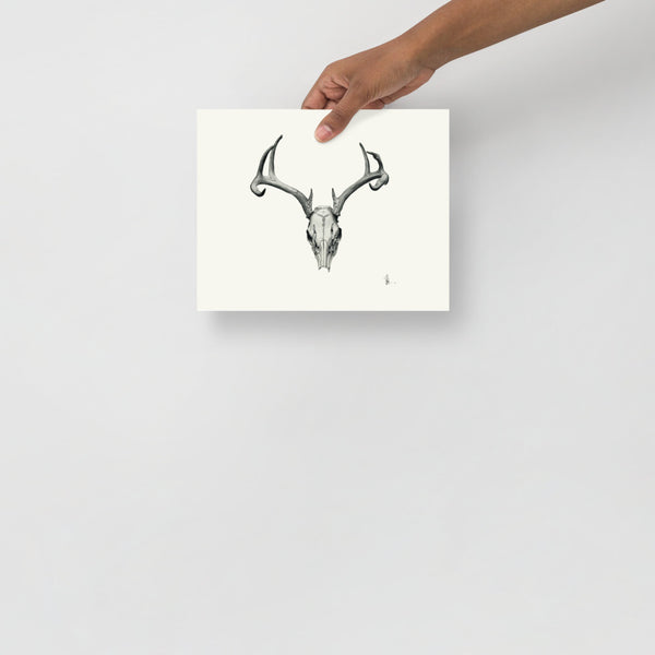 Bovidae II - Deer Skull (White-tailed Deer, Odocoileus Virginianus) Matte Paper Print